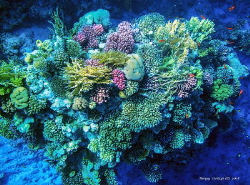 Coral reefs of the Red Sea. by Sergey Lisitsyn 